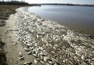 Участились случаи гибели рыбы, в водоемах Украины