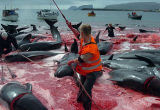 В Исландии продлили разрешение на охоту на китов