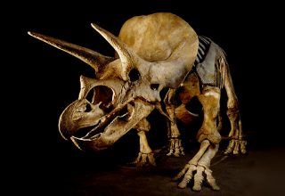 WP: в США студент во время раскопок обнаружил череп трицератопса возрастом 65 млн лет