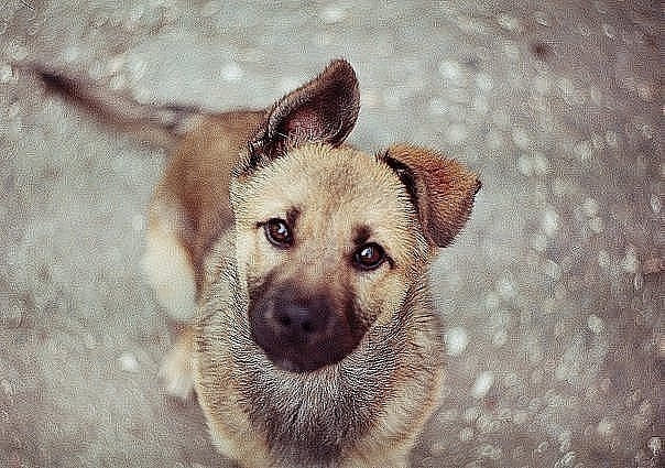 В Киеве неизвестные травят собак