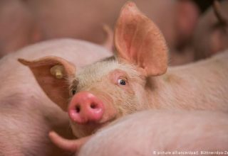 Украина нарастила импорт свинины
