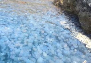 Нашествие медуз в Крыму. Бухту в Крыму заполнили тысячи медуз