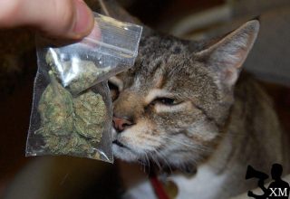 За дрессированного кота-наркокурьера в Тульской области фигуранты приговорены к срокам до 17 лет