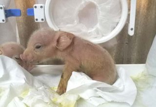 В Китае генетики скрестили свинью с обезьяной