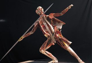 Body Worlds в Киеве. Чем она может быть полезной?