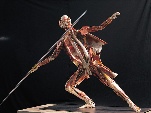 Body Worlds в Киеве. Чем она может быть полезной?