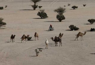 Власти Австралии приняли решение убить 10 тысяч верблюдов из-за нехватки воды