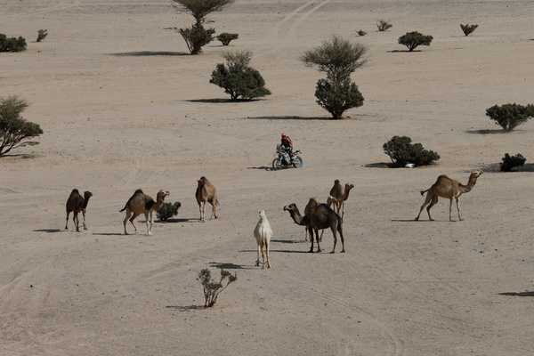 Власти Австралии приняли решение убить 10 тысяч верблюдов из-за нехватки воды