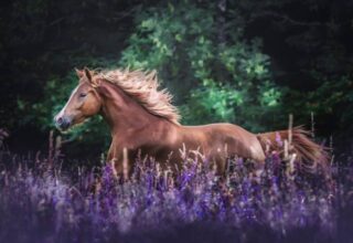 Полиция Франции расследует массовые, жестокие убийства лошадей