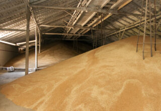 Директора филиала Госрезерва подозревают в растрате зерна на на сумму более 2,8 миллиона гривен