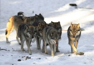 Туристам на заметку: в Прикарпатье орудуют стаи голодных волков