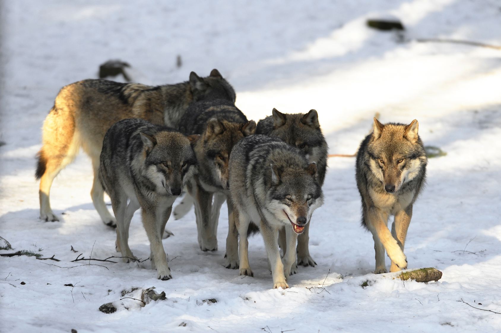 Туристам на заметку: в Прикарпатье орудуют стаи голодных волков