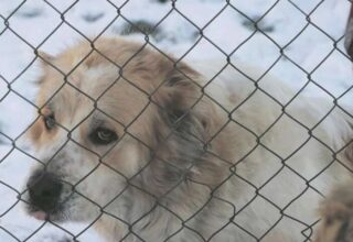Жестокая реформа от Минюста: служебных собак выбрасывают на улицу