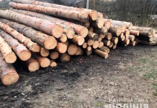 На Буковине полицейские разоблачили группу лиц, которые занимались незаконной вырубкой деревьев ценных пород
