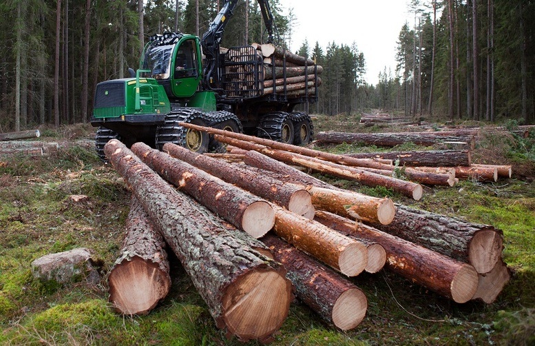 В Житомирской области два должностных лица были разоблачены за схемой по присвоению лесных ресурсов