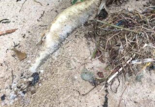 На берегу Киевского водохранилища нашли огромное количество мертвого судака