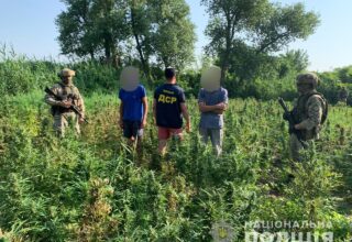 В Херсонской области правоохранителями была обнаружена плантация конопли: стоимость изъятого составляет более 10 млн гривен