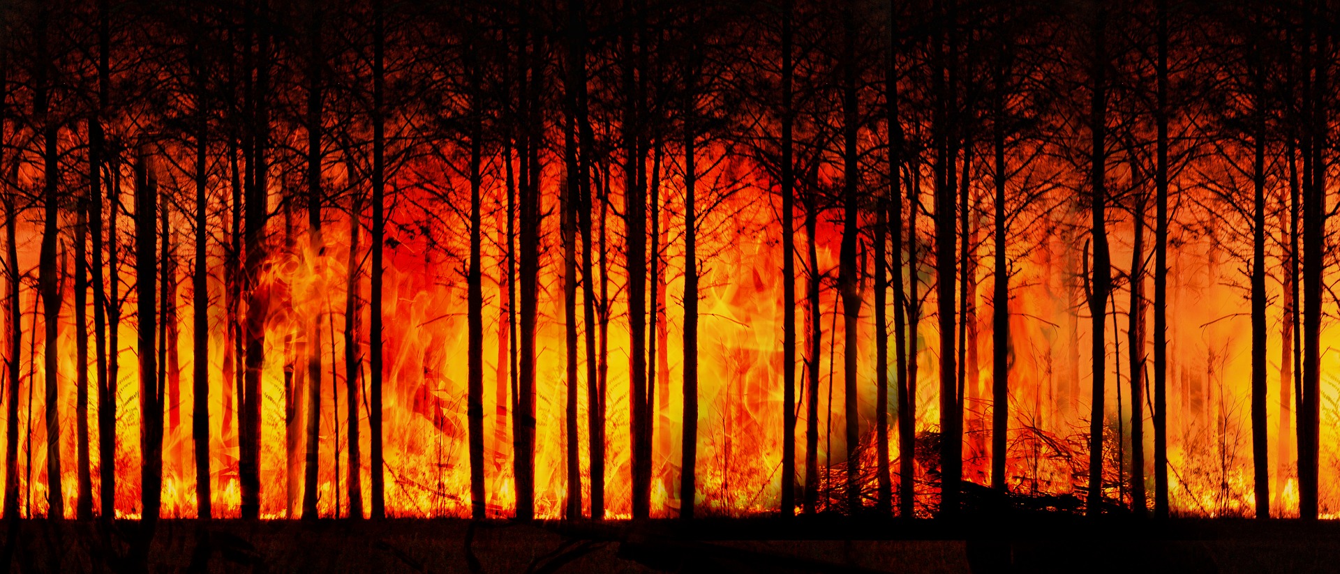В Греции произошло 53 лесных пожара