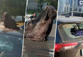 В Киеве неизвестные нанесли ущерб авто и положили сверху голову коровы