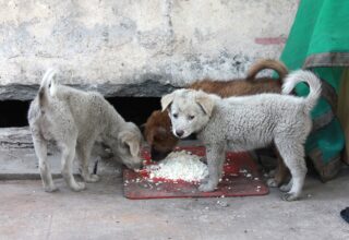 Зеленский подписал закон об ужесточение ответственности за жестокое обращение с животными