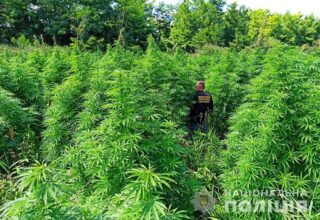 Обнаружена рекордная площадь незаконных посевов наркосодержащих растений — Нацполиция