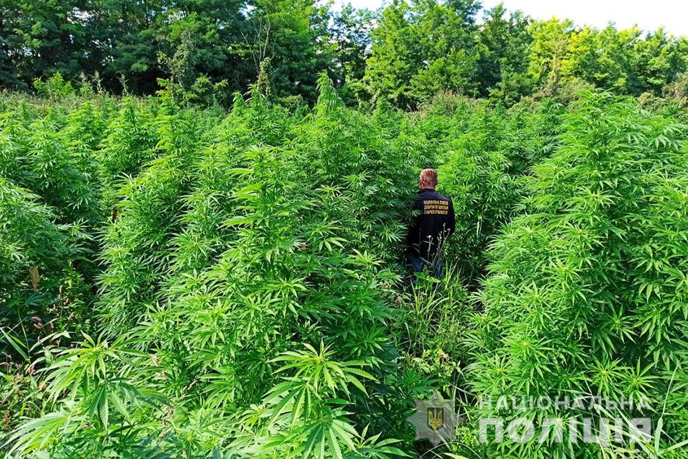 Обнаружена рекордная площадь незаконных посевов наркосодержащих растений — Нацполиция
