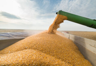 Литва снова стала покупать зерно в России
