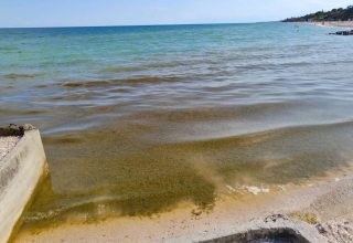 Вода превратилась в «болото»: в Азовское море вернулись водоросли