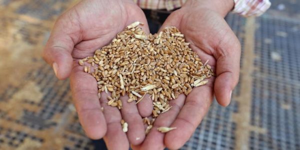 Россия и Китай подписали крупнейший контракт на поставку зерновых