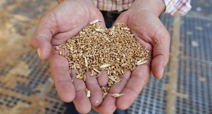Россия и Китай подписали крупнейший контракт на поставку зерновых