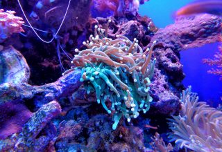Коралловые рифы на пороге массового обесцвечивания