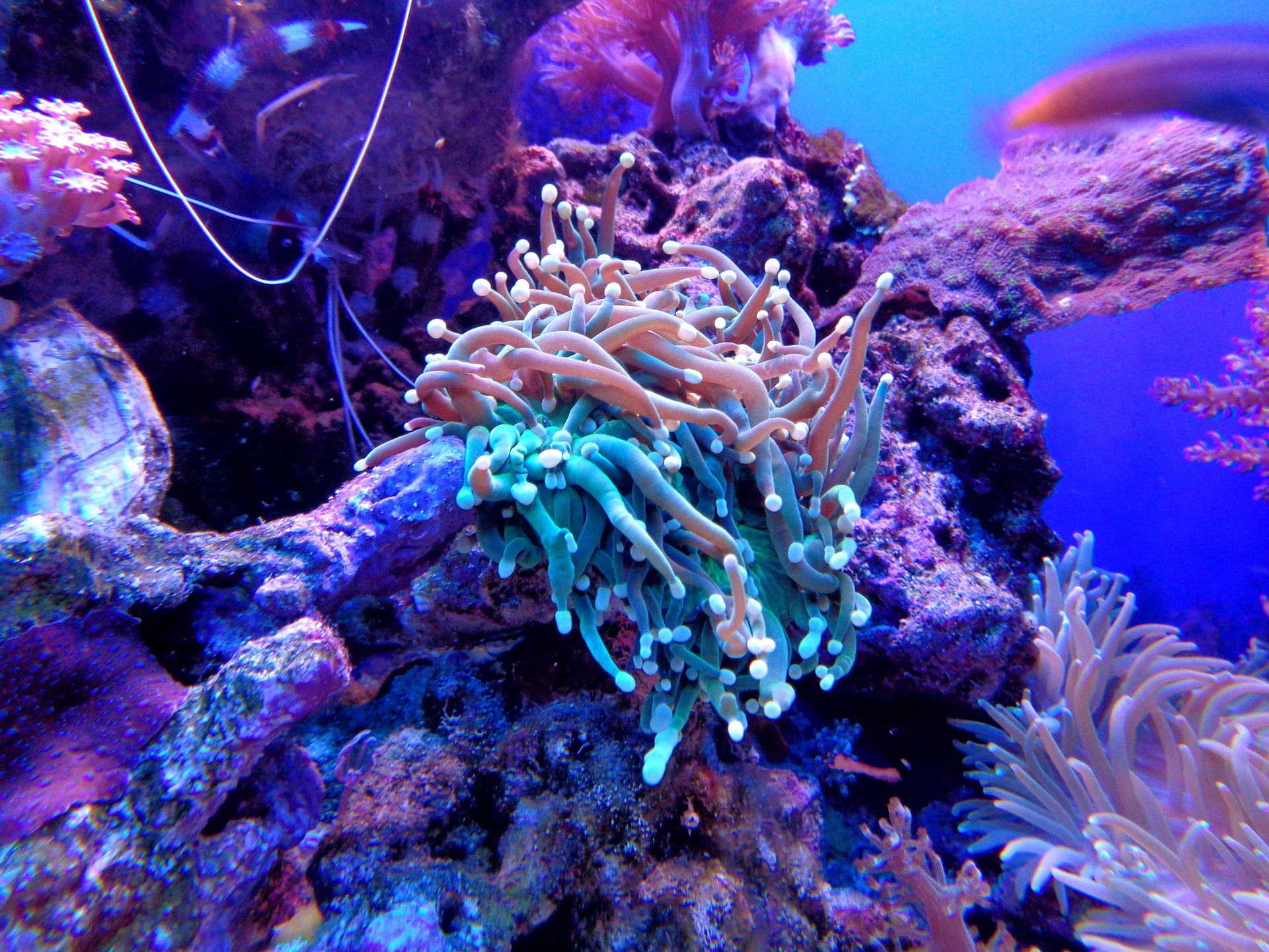 Коралловые рифы на пороге массового обесцвечивания