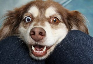 Собаки за запахом господаря можуть виявити його стан