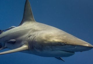 Американку съела акула во время занятий дайвингом