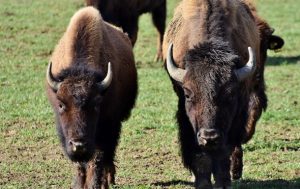 В Польше состав столкнулся с группой зубров