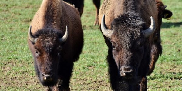 В Польше состав столкнулся с группой зубров