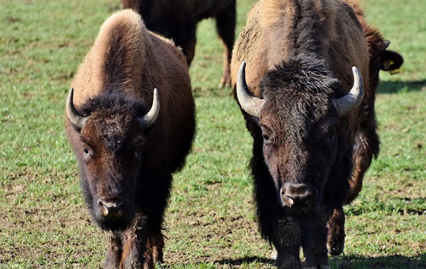 В Польше состав столкнулся с группой зубров